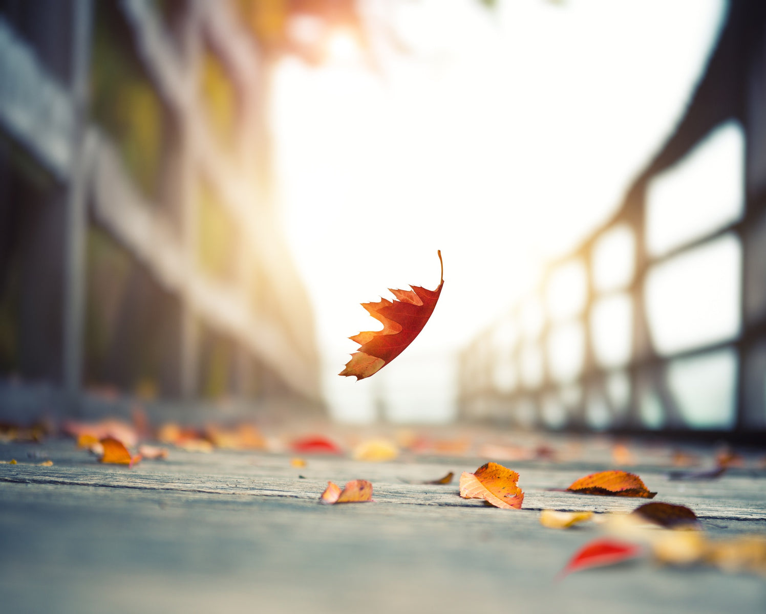 Leaves on the road