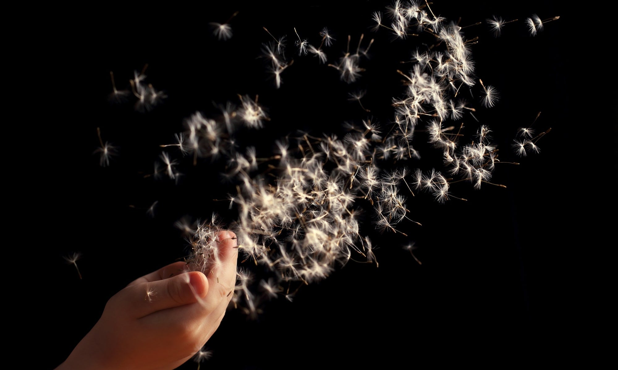 Dandelion Seeds Flying