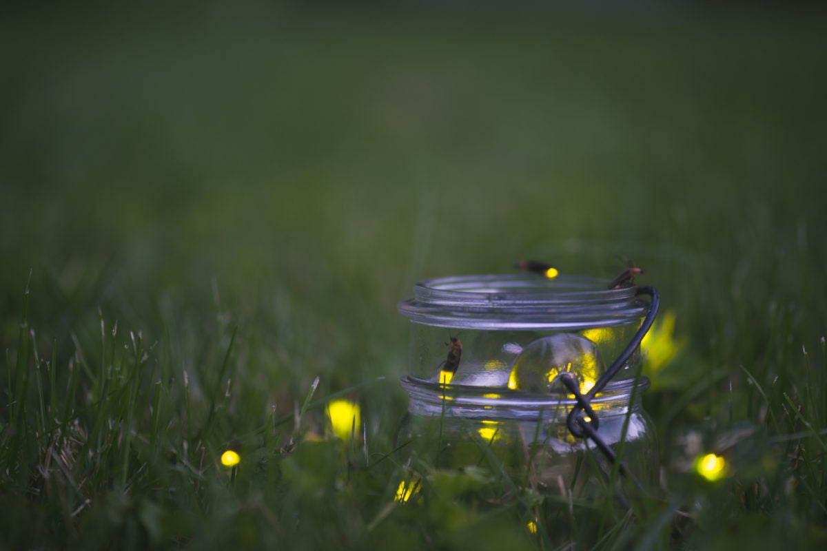 Firefly lighting lamp