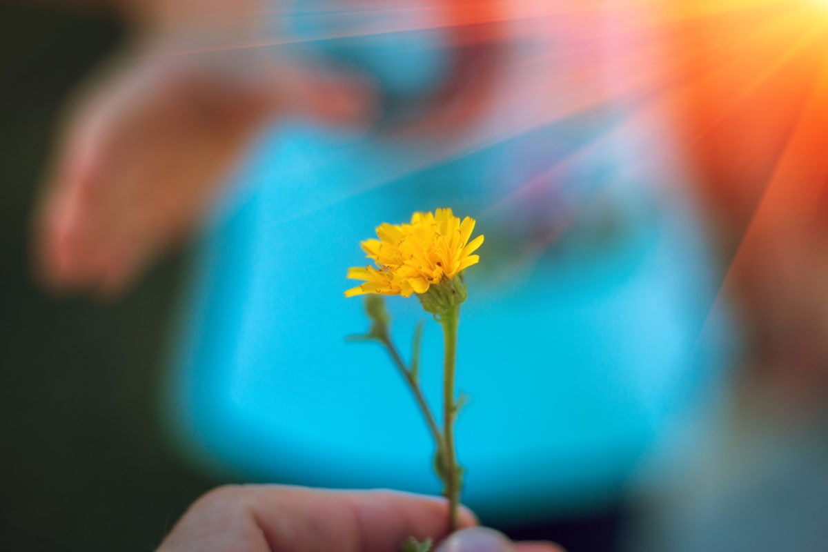 yellow flower