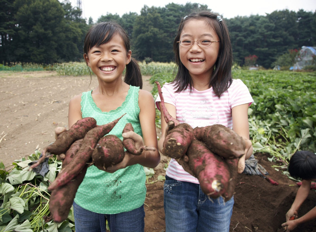 children harvesting organic sweet potato on the field